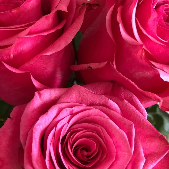 Meet your Posher, Ruby - Picture 1 of 1